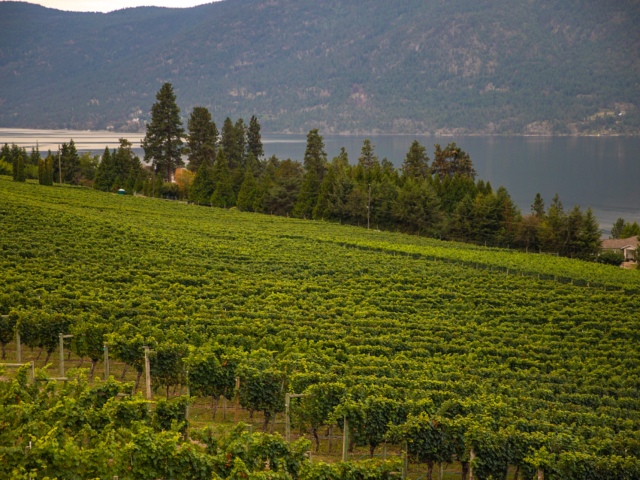 Lake Country, British Columbia vineyard in the summer