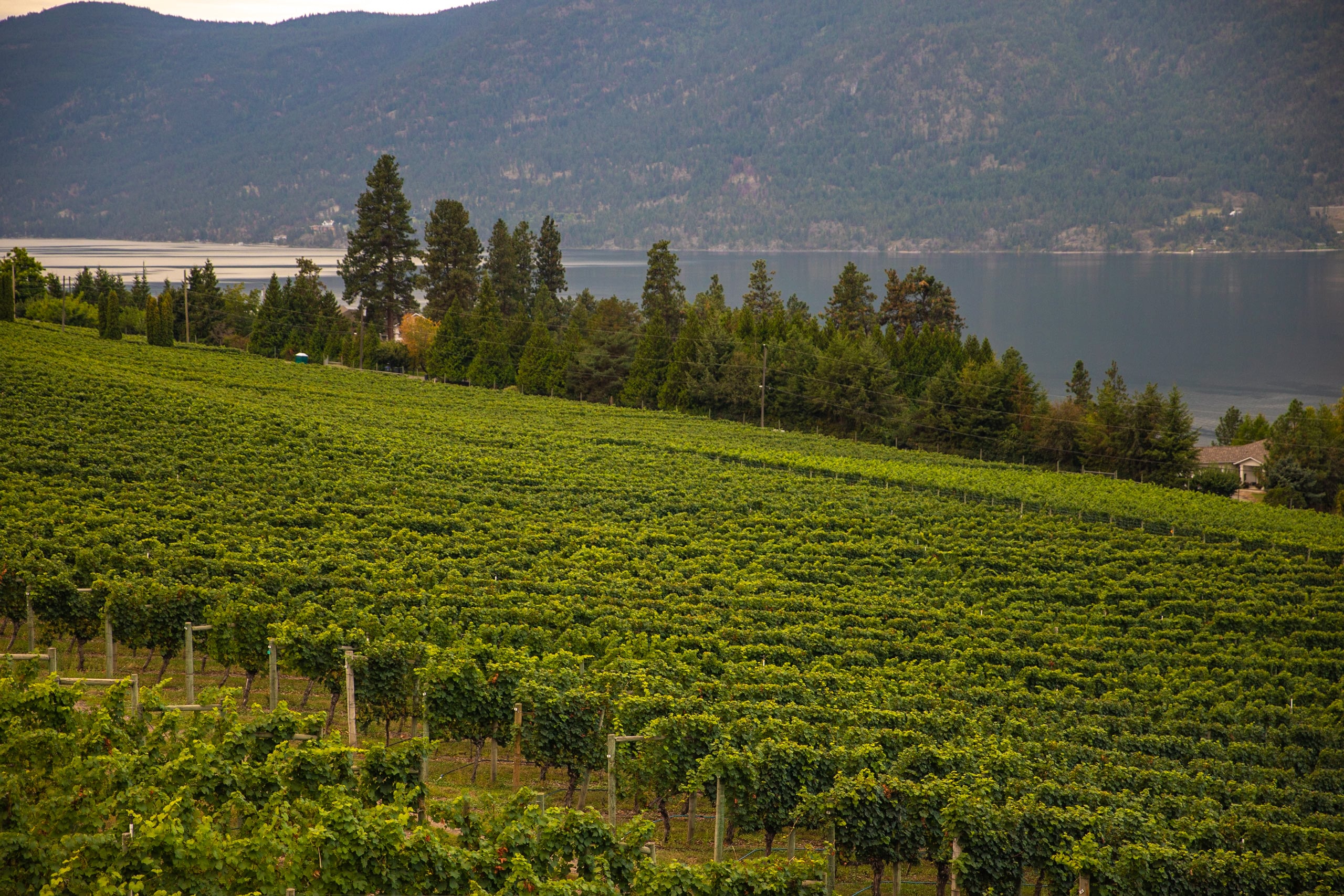 Lake Country, British Columbia vineyard in the summer