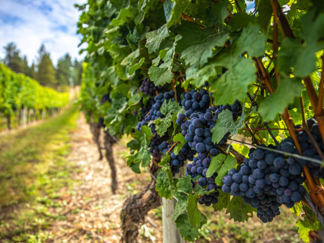Grapes on vines in a Kelowna vineyard tour