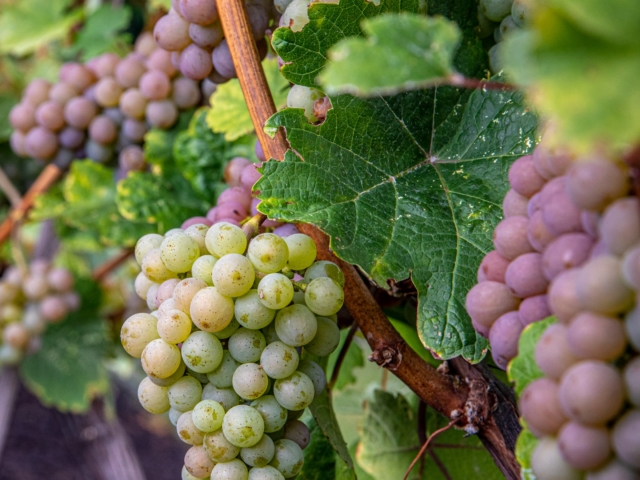 Grapes on the vine, Kelowna winery tours