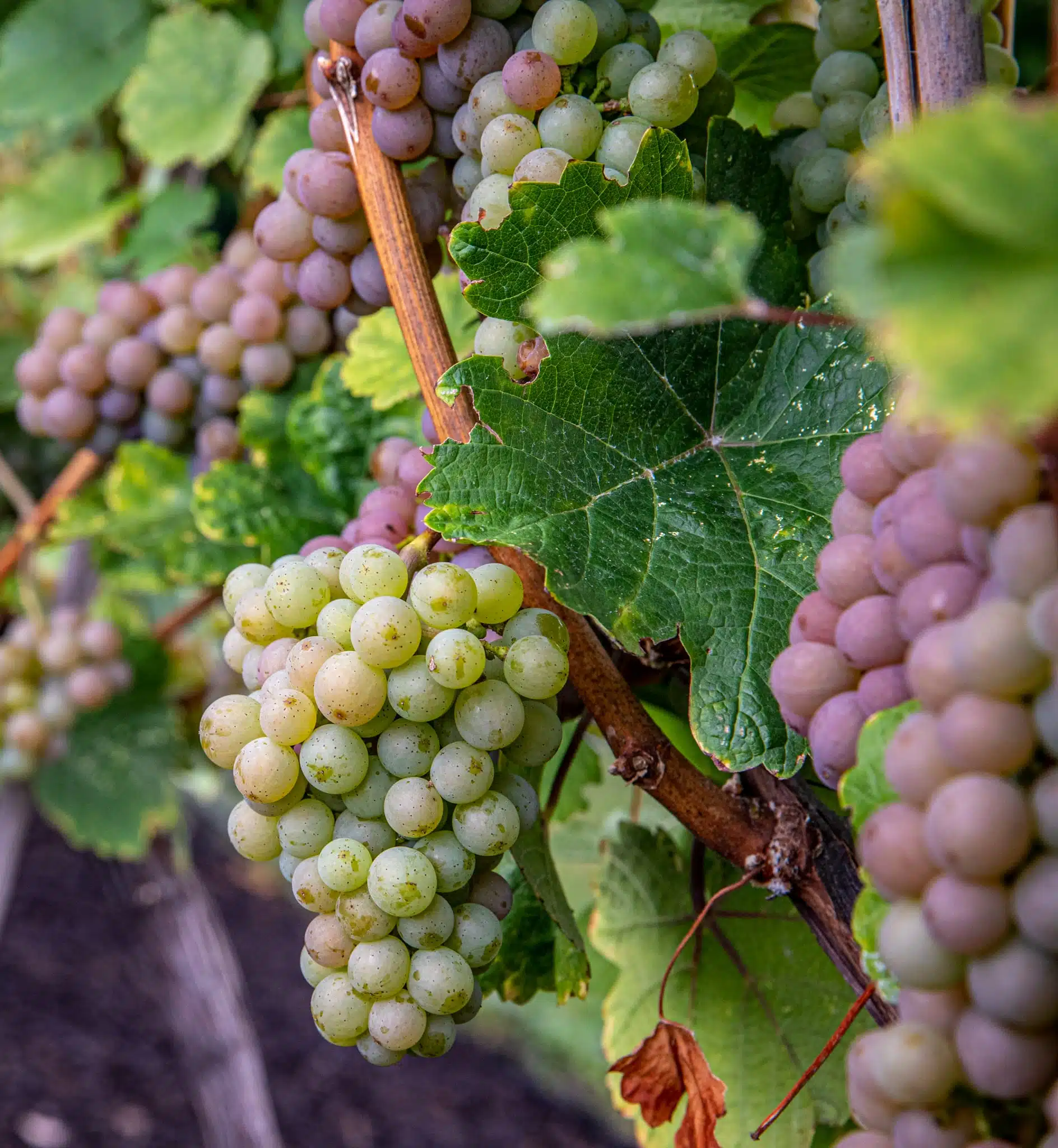 Grapes on the vine, Kelowna winery tours