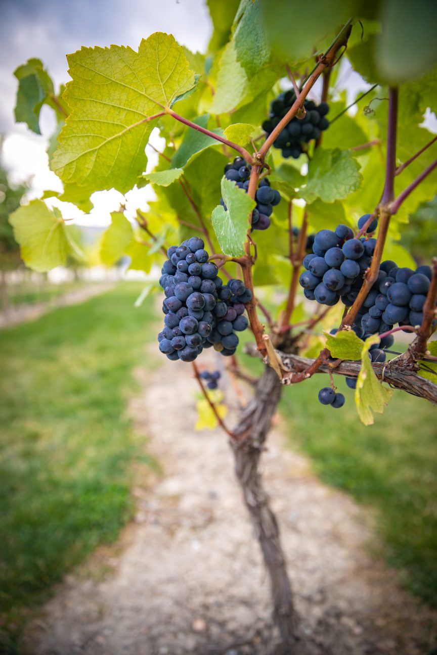 Grapes hanging on a vine near Summerland.  Okanagan Wine tours