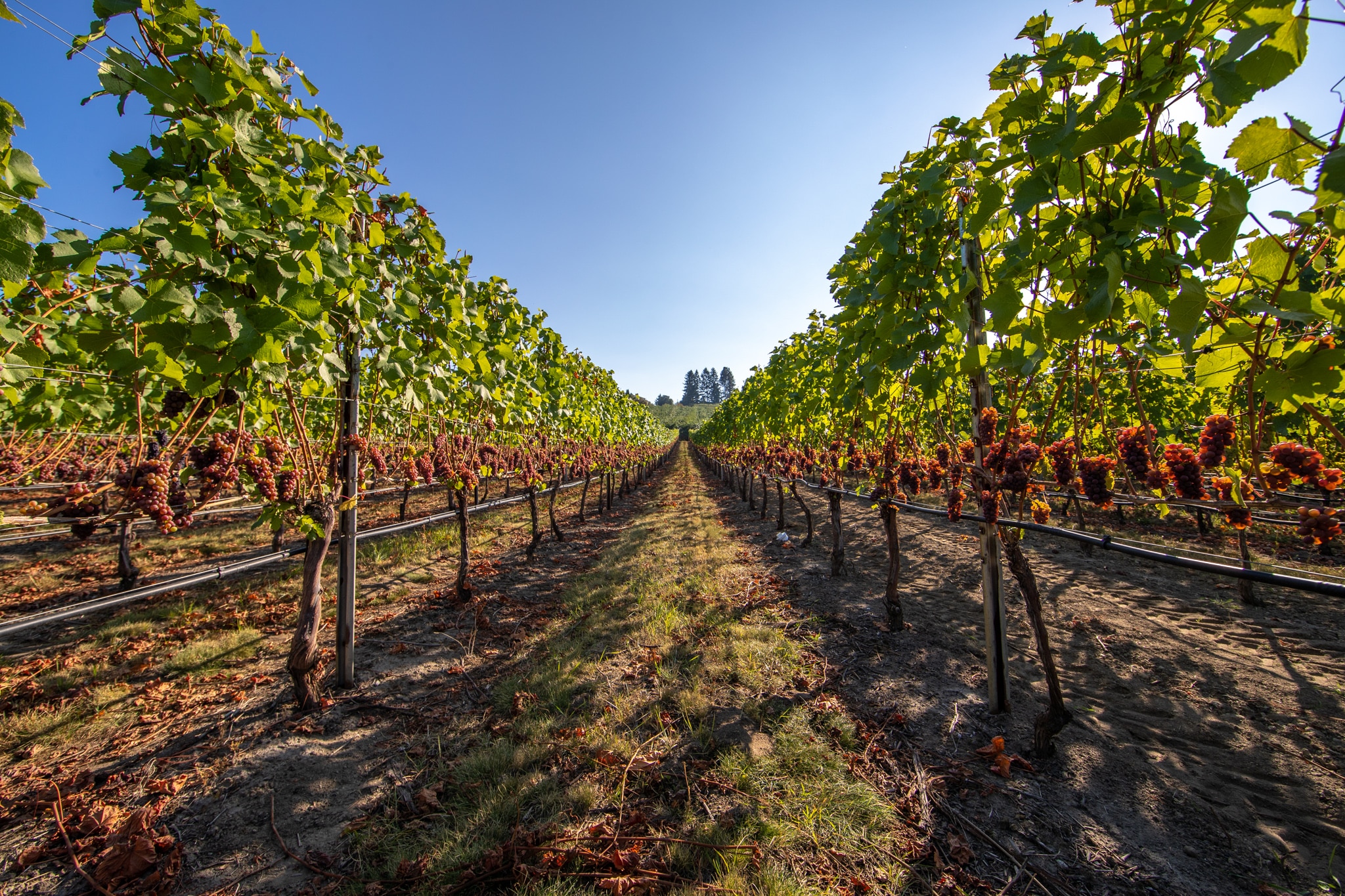 Featured image for “Summerland Wine Tour”