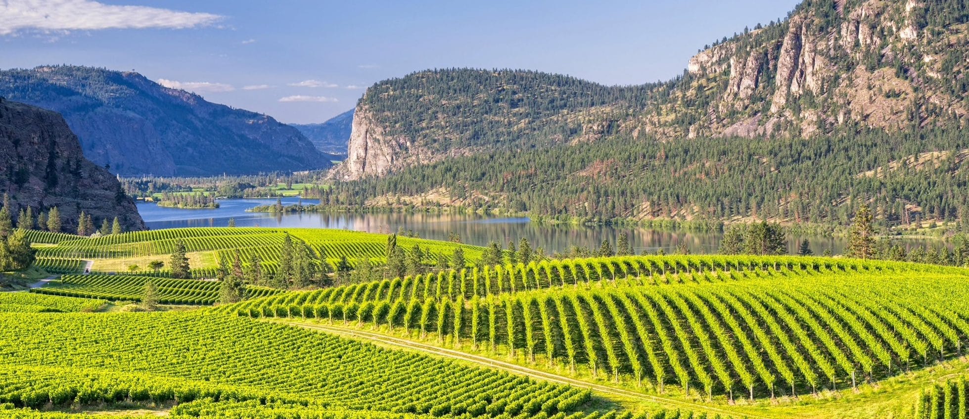 Osoyoos wine tour and vineyard in the summer