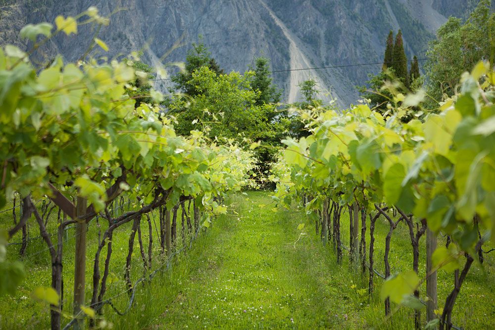 Robin Ridge Winery Vivid Tours Kelowna Wine And Craft Beer Tours