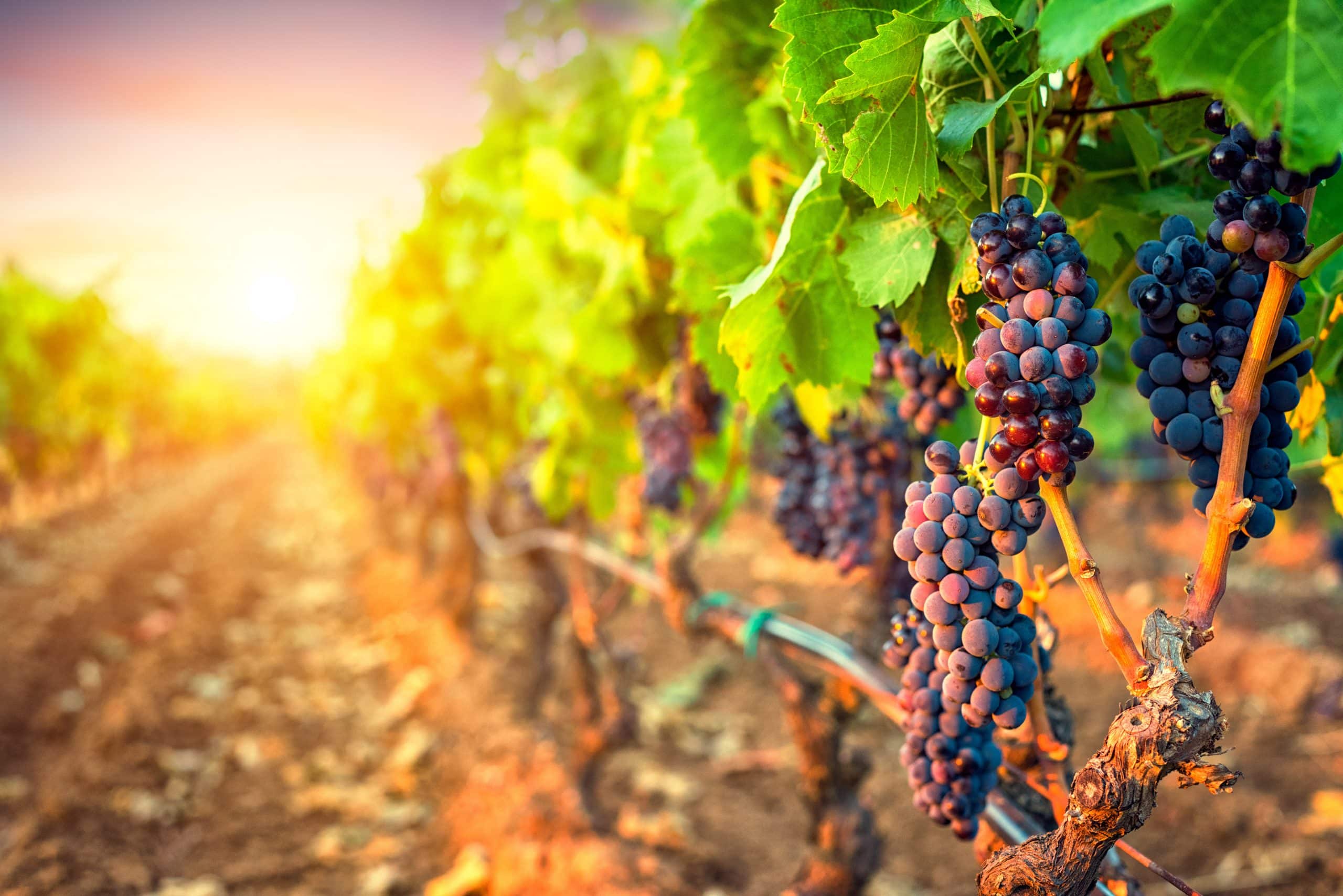 Bunches of grapes in the rows of vineyard at sunset