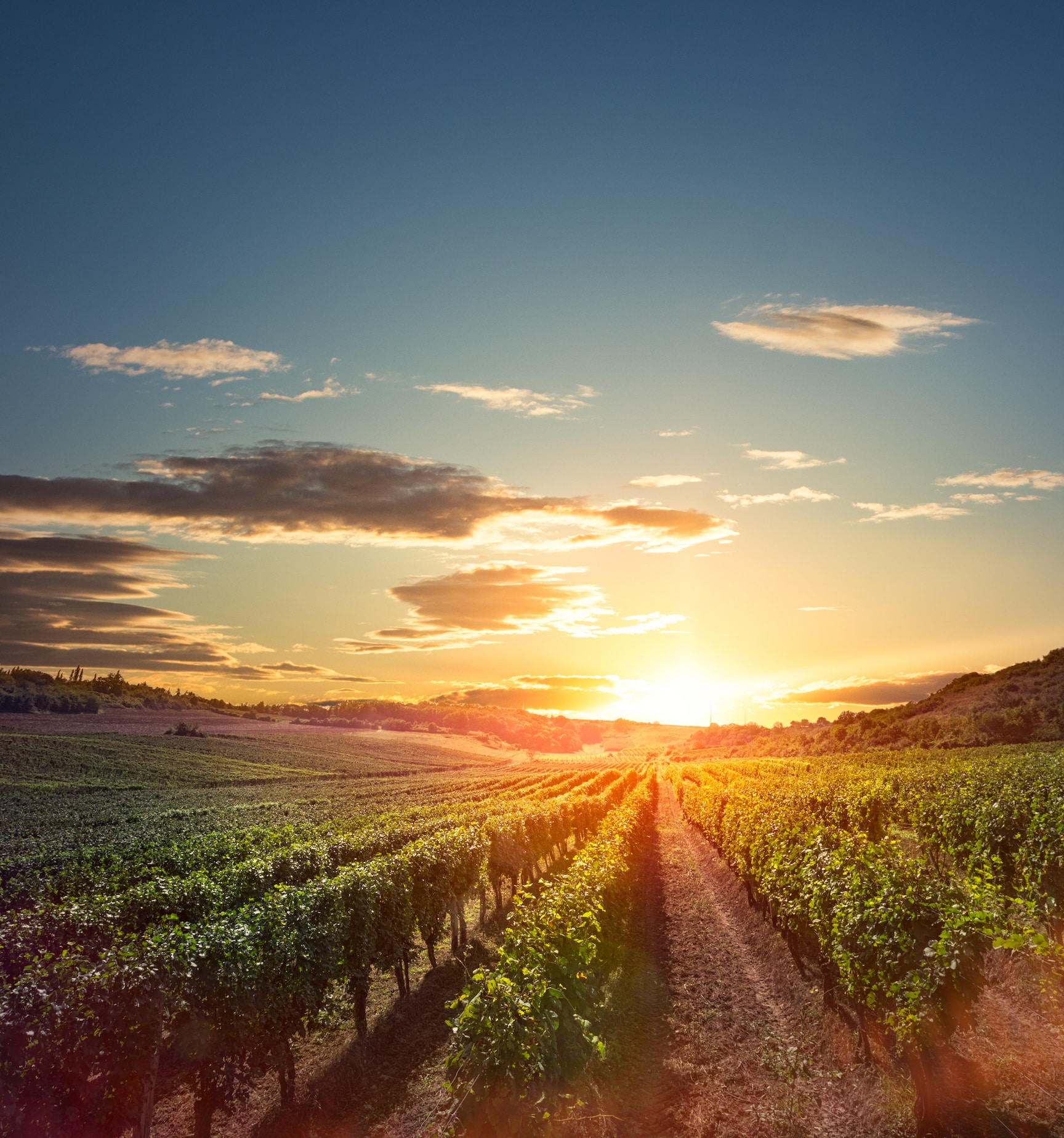 Vineyard at sunset, Okanagan Valley, British Columbia