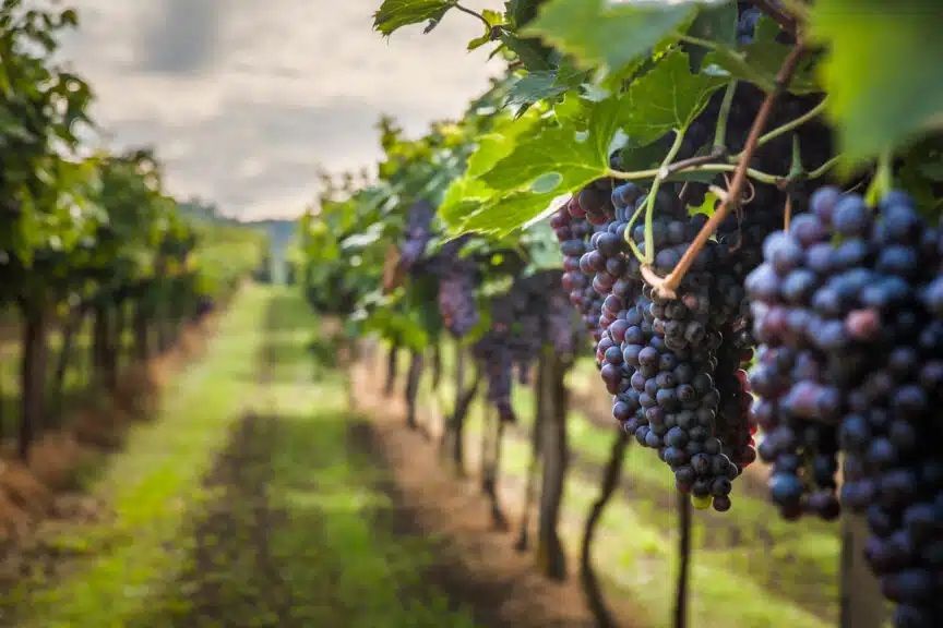 Grapes ready for harvest in Kelowna, British Columbia