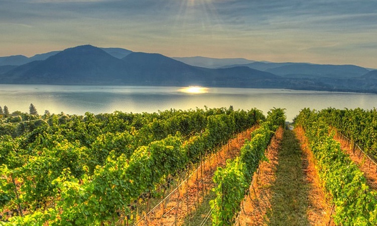 Featured image for “Ultimate 3 Naramata Bench Wineries”