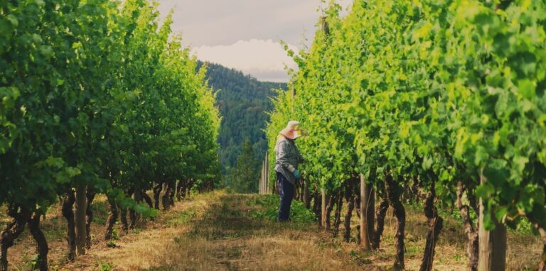 Top Wineries Of Vancouver Island