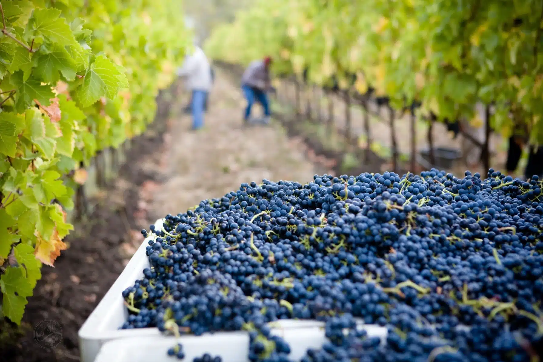 Okanagan Falls wineries in the fall at harvest time