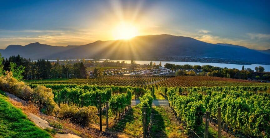sunset over a vineyard in the Okanagan Valley