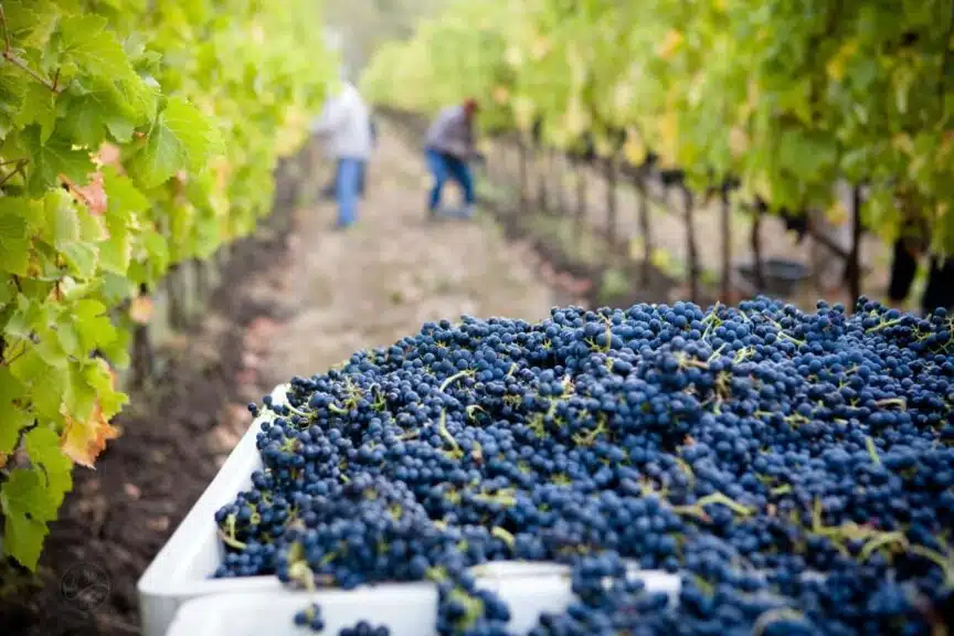 Okanagan Falls wineries in the fall at harvest time