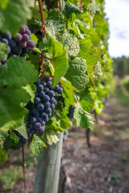 Grapes hanging on a vine, Okanagan Valley wine tour