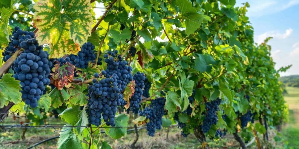 Kelowna Wine & Craft Beer Tours 15