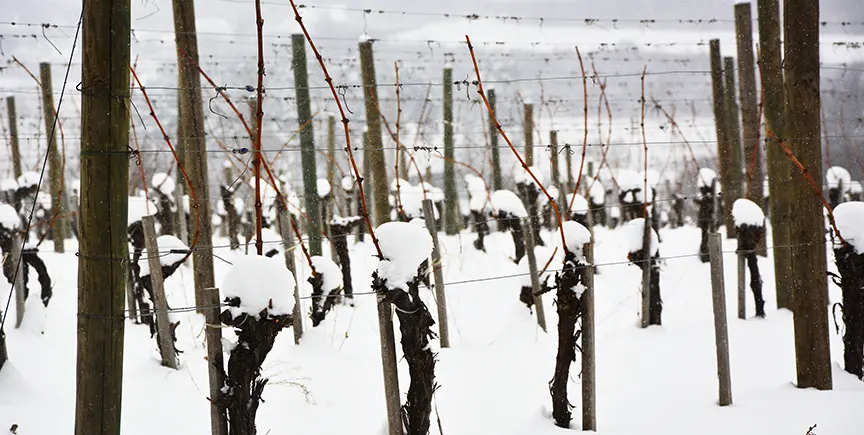 Kelowna Wine & Craft Beer Tours 6