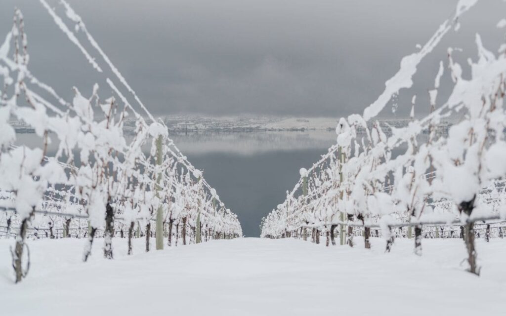 7 Best Wineries for a Winter Wine Tour in Kelowna 9 Kelowna Wine & Craft Beer Tours 8