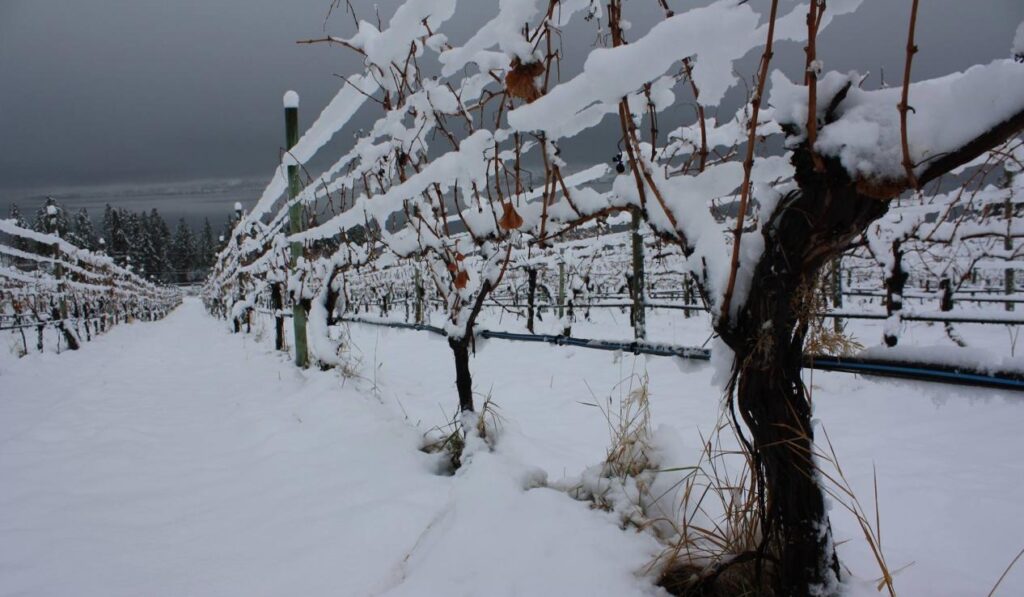 7 Best Wineries for a Winter Wine Tour in Kelowna 17 Kelowna Wine & Craft Beer Tours 16