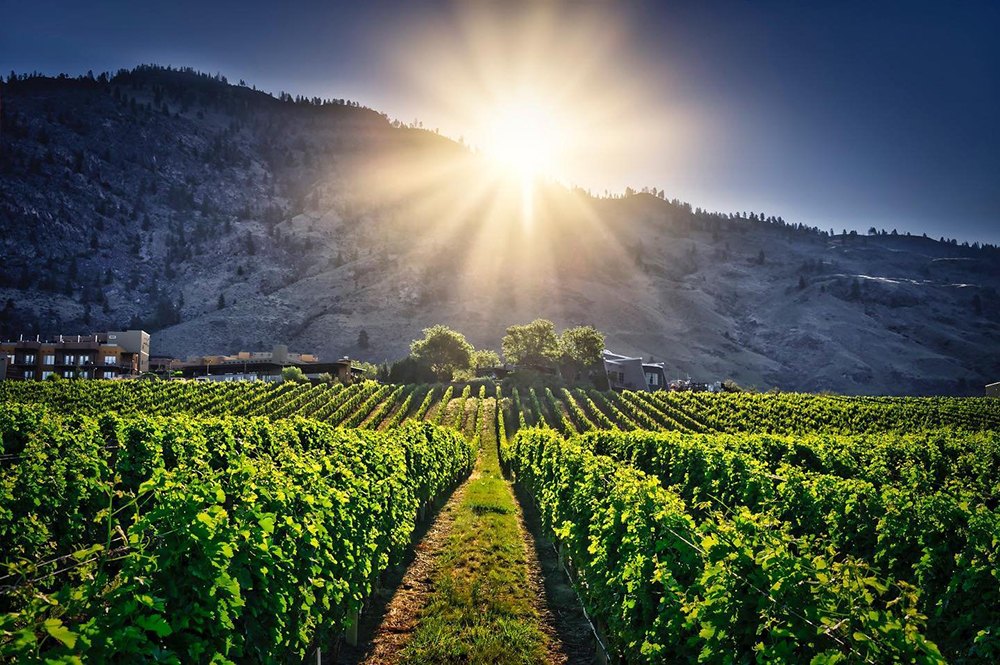 Kelowna Wine & Craft Beer Tours 1