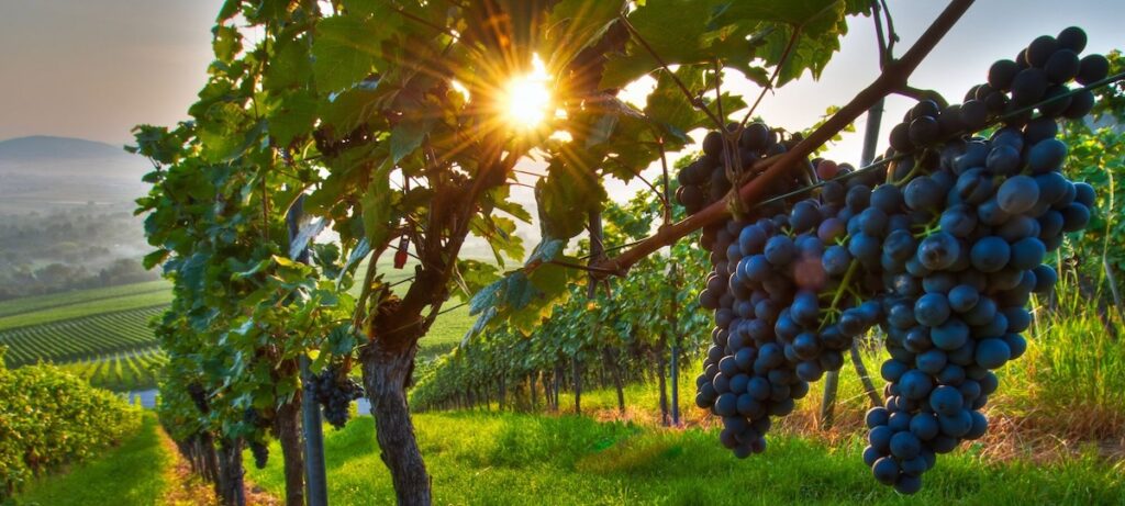 Kelowna Wine & Craft Beer Tours 1