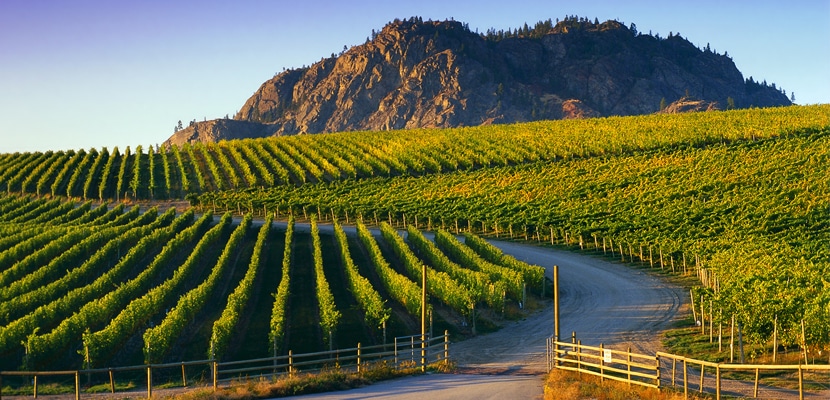 Kelowna Wine & Craft Beer Tours 9