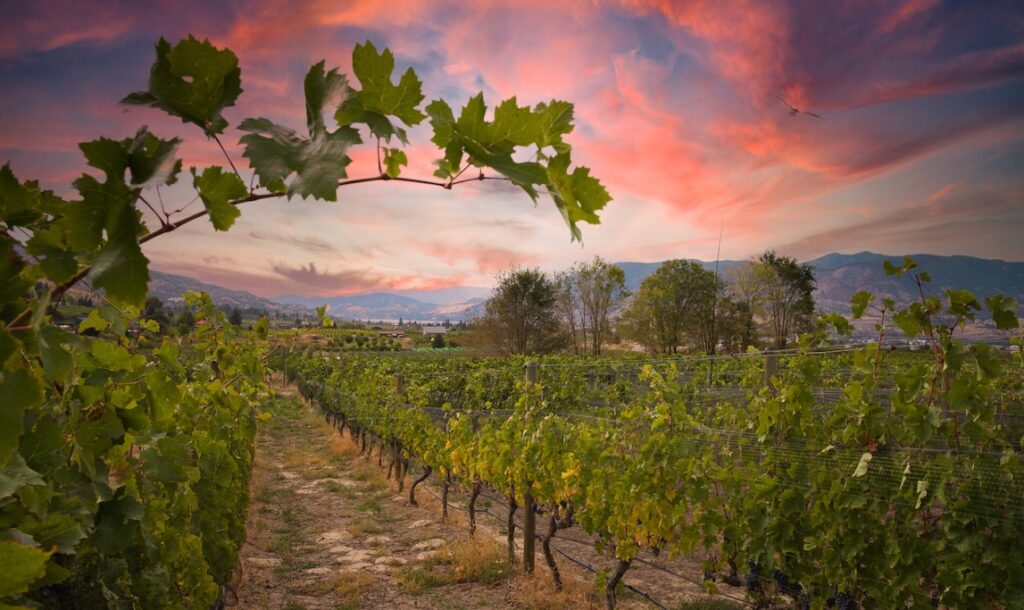 Kelowna Wine & Craft Beer Tours 6