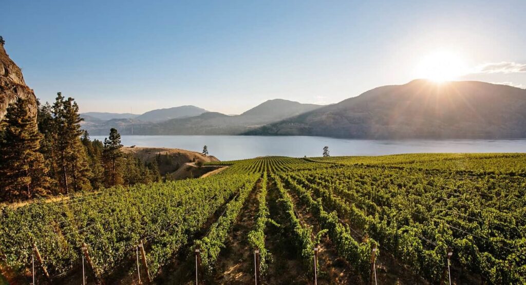 Kelowna Wine & Craft Beer Tours 9