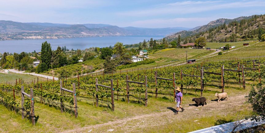 Kelowna Wine & Craft Beer Tours 8