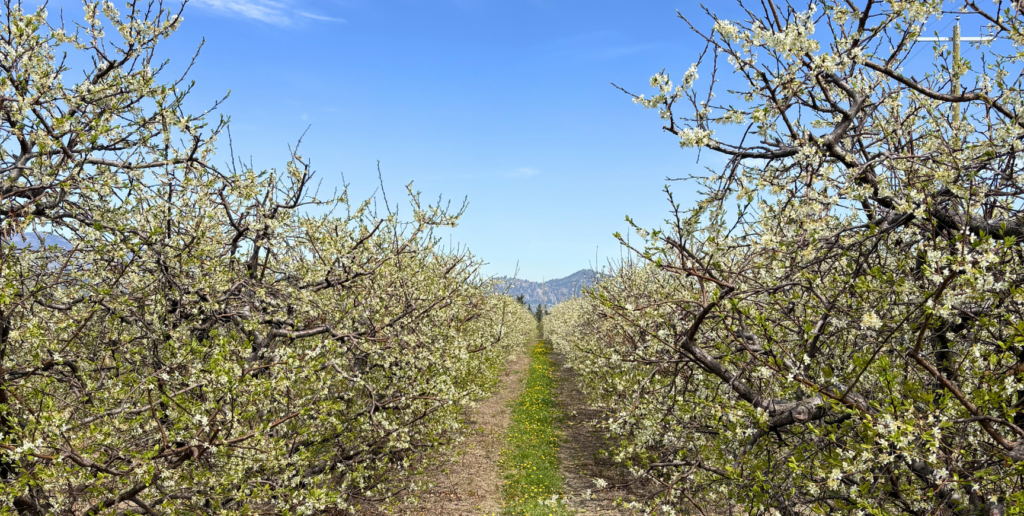 Kelowna Wine & Craft Beer Tours 2