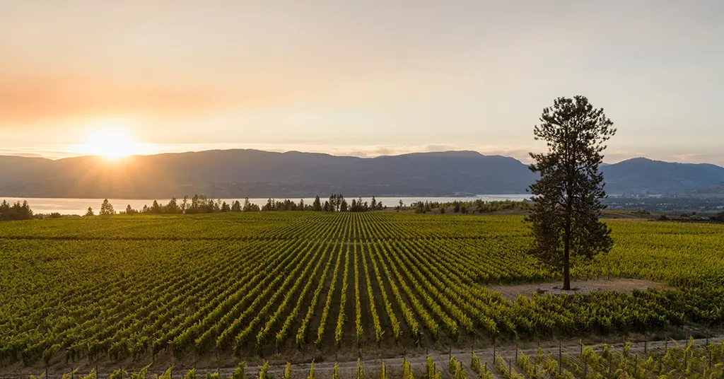 Kelowna Wine & Craft Beer Tours 3